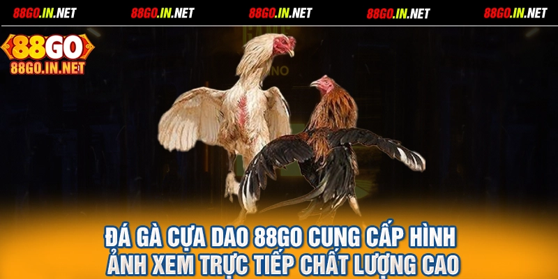 Đá gà cựa dao 88GO cung cấp hình ảnh xem trực tiếp chất lượng cao