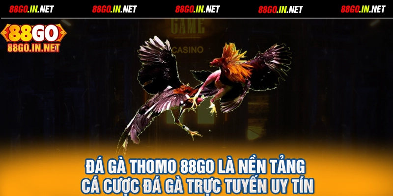 Đá gà thomo 88GO là nền tảng cá cược đá gà trực tuyến uy tín