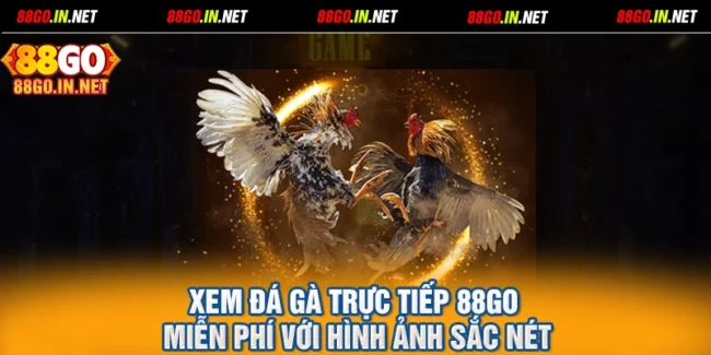 Xem Đá Gà Trực Tiếp 88GO Miễn Phí Với Hình Ảnh Sắc Nét